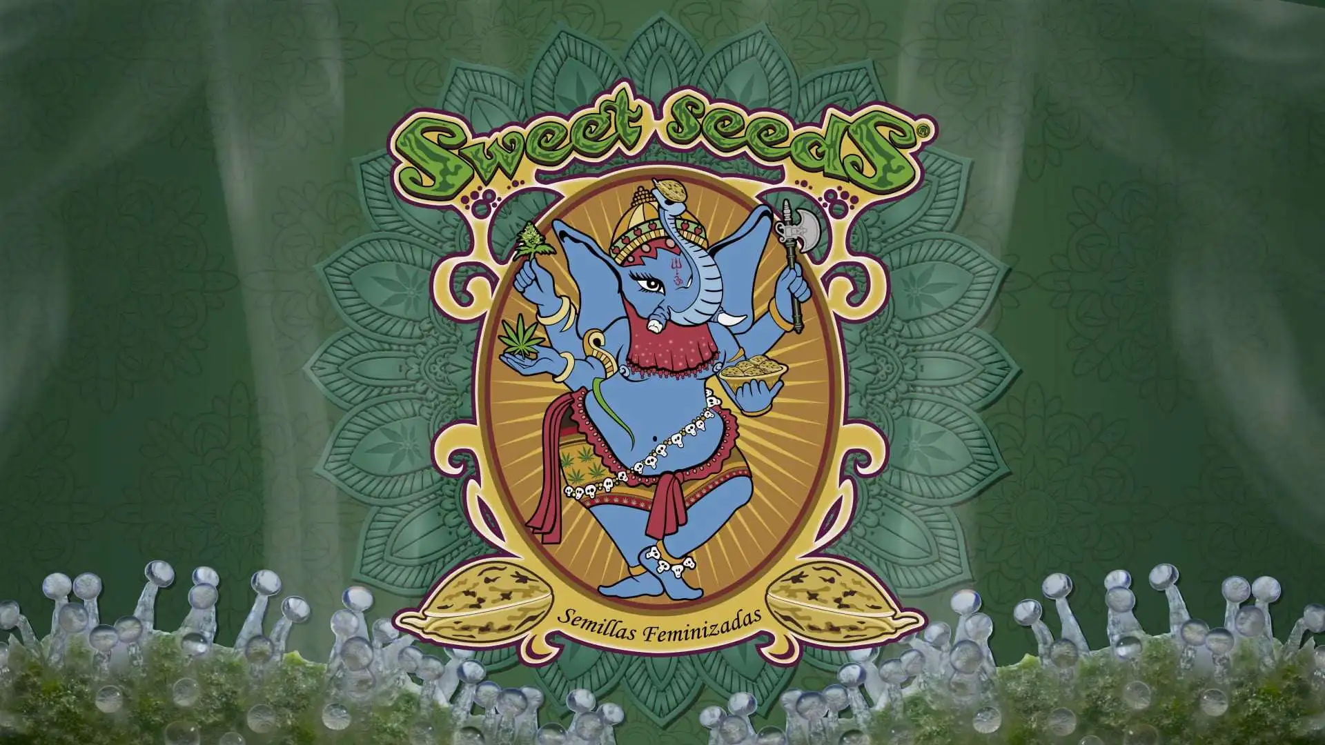 Акция на семена Sweet Seeds 2x1 (две по цене одной) в Toro Growshop