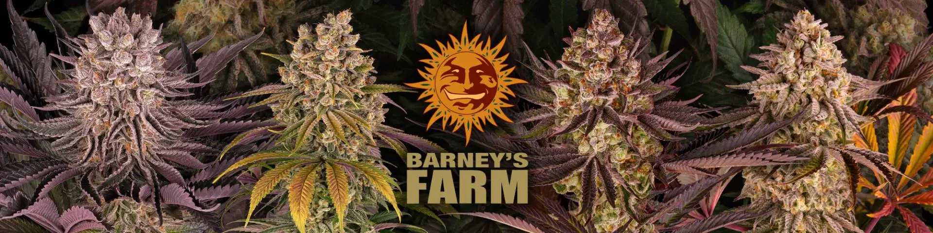 Акция на семена каннабиса Barneys Farm в Toro Growshop упаковка бесплатно
