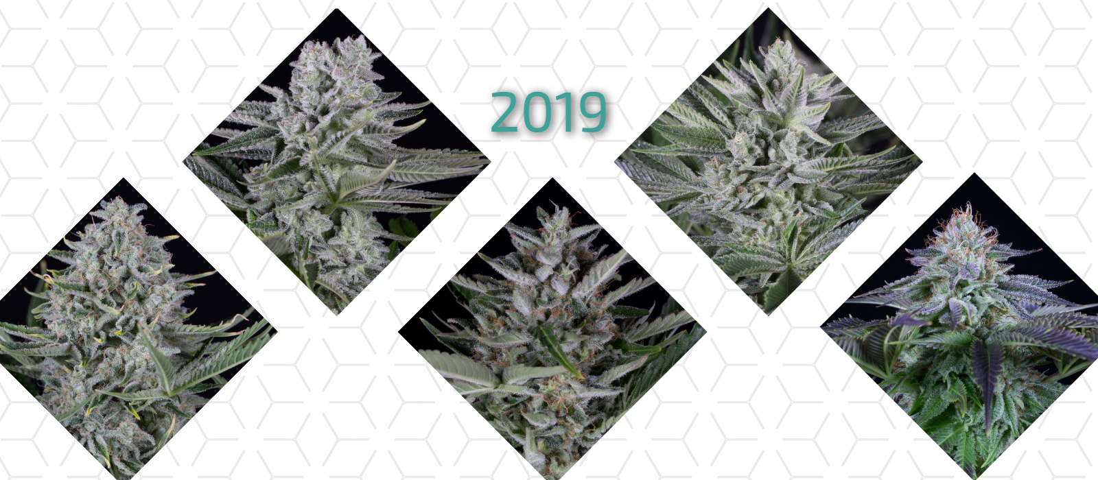 Новые сорта марихуаны Dinafem 2019