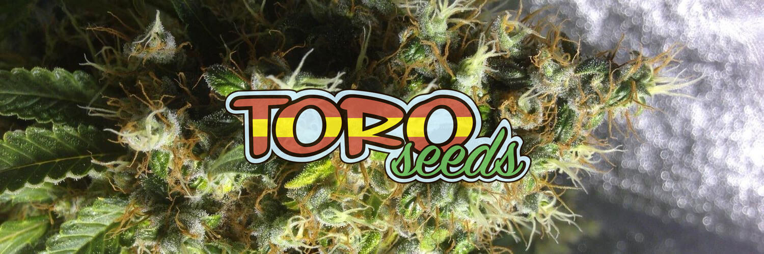 Купить феминизированные селекционные семена марихуаны Toro Seeds